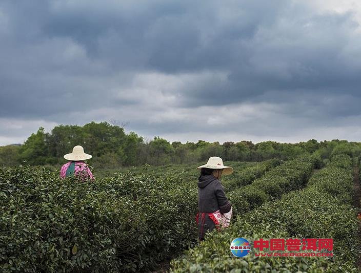 普洱茶