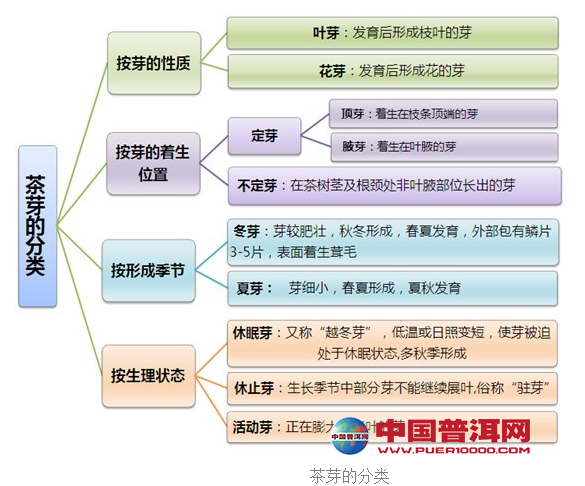 普洱茶