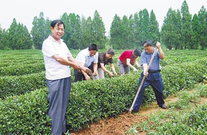 普洱茶