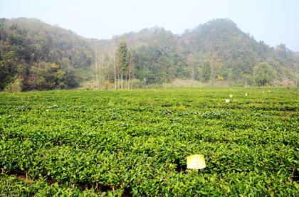 普洱茶