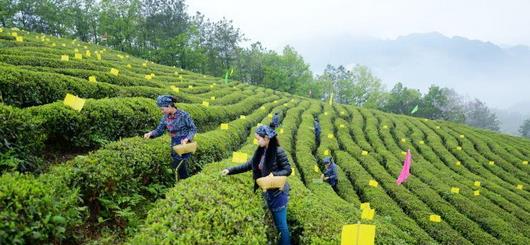 普洱茶