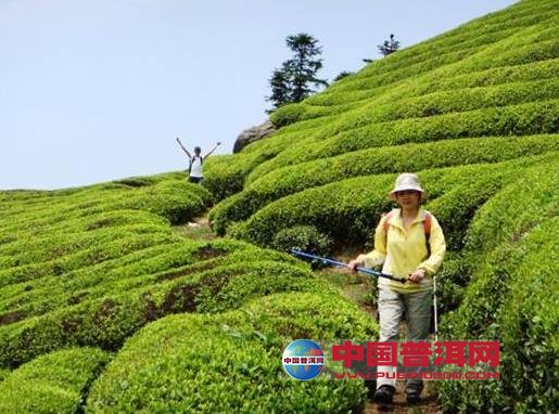 普洱茶