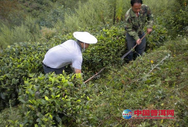 普洱茶