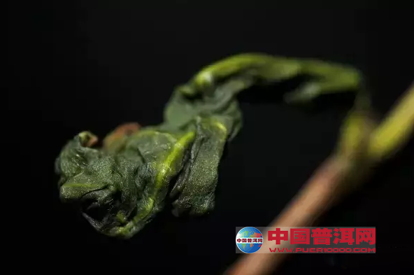 普洱茶