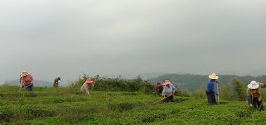 普洱茶