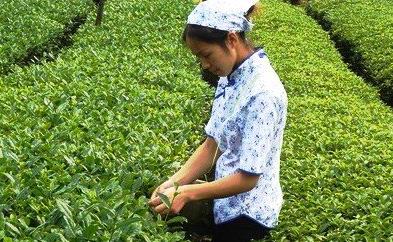 普洱茶