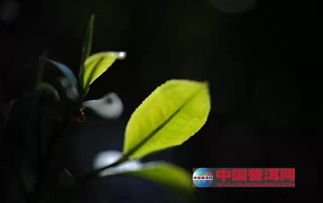 普洱茶