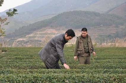 普洱茶