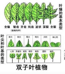 普洱茶