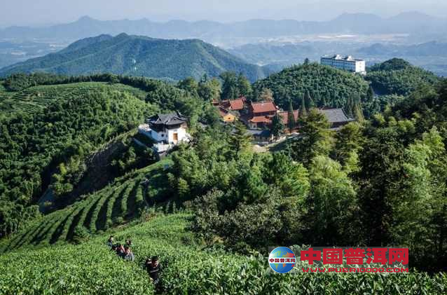 普洱茶