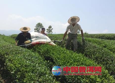 普洱茶