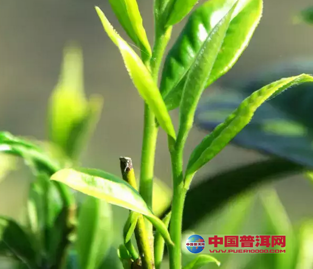 普洱茶