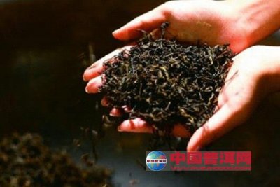 ��Ҷ���³���������ץ