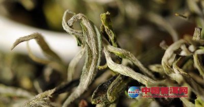 ���ܲ�Ҷ������