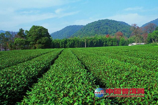 普洱茶