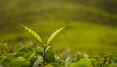 普洱茶