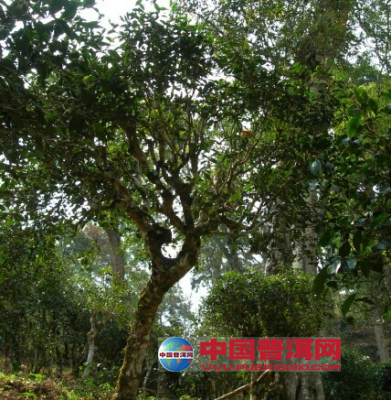 生态野生古树茶 解密普洱野生古树茶与栽培型古树茶的区别