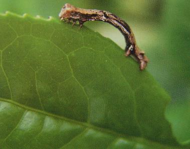 普洱茶