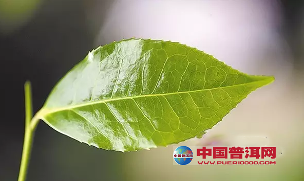 普洱茶