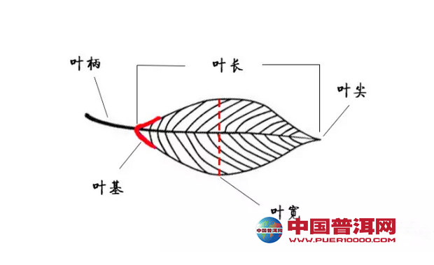 普洱茶