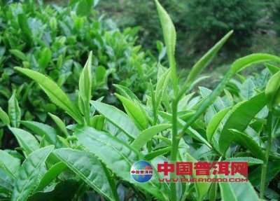 �����Ҷ������������