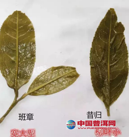 普洱茶