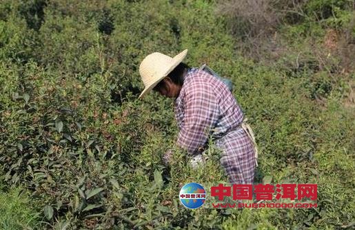 普洱茶