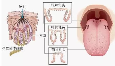 普洱茶