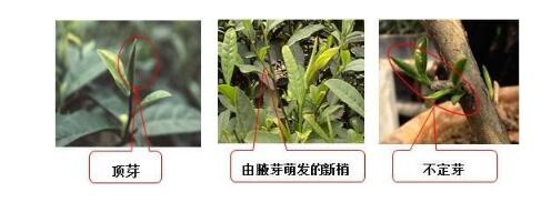 普洱茶