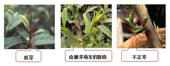 普洱茶