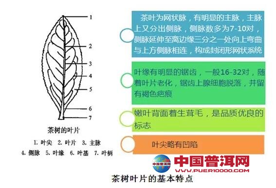 普洱茶