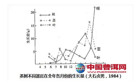 普洱茶