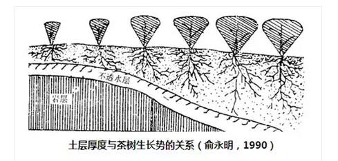 普洱茶