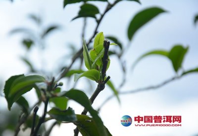 һ���õĴ洢�������ܸ��ն�һ�����ȵ�δ��