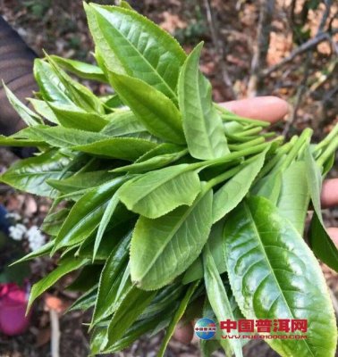 ѡ���ն���ע������