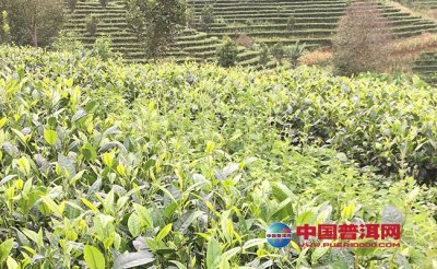 ��Ҷ�ı���������Ʒ���й�