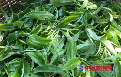 ��Ҷ�������ؼ���