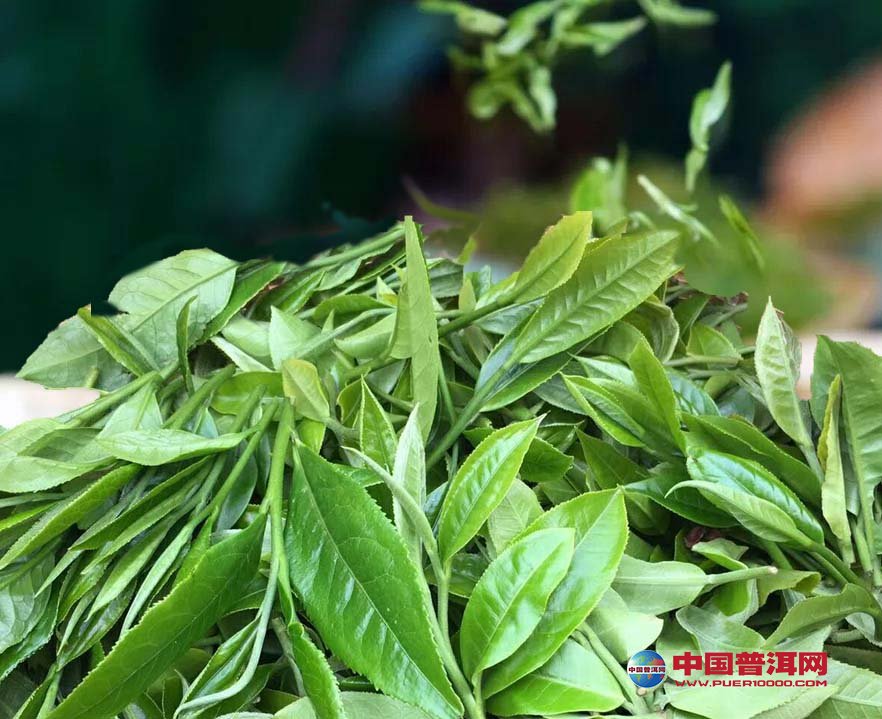 普洱茶