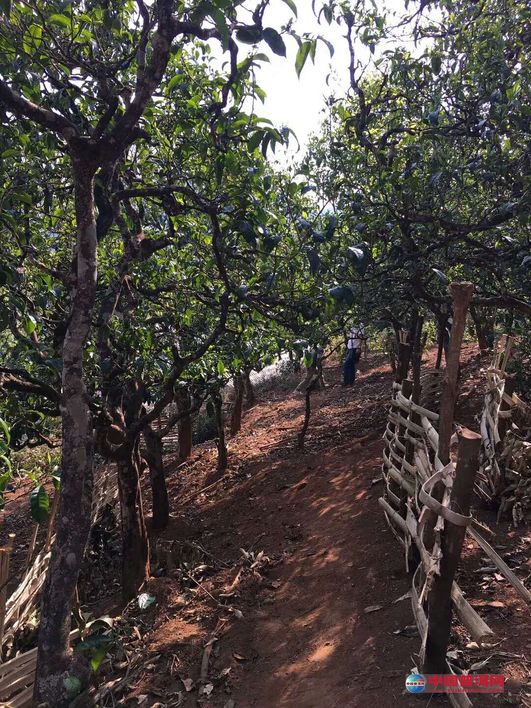 普洱茶