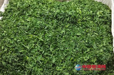 ���������α����̲�