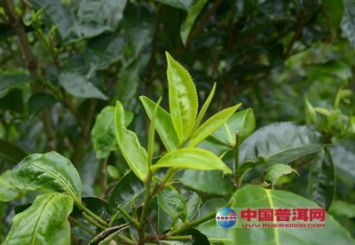 苏州碧水缘茶叶有限公司