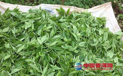 ��Ҷ�����ע������