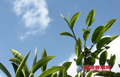 �����ı��漼��