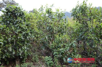 ��ͥ���ܲ�Ҷ�򵥷���