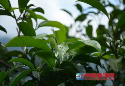 ���������ı���