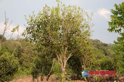 �����ϲ�Ҷ�����һ����ʵ�ǲ���ѧ��