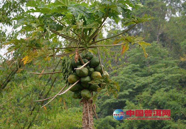 普洱茶