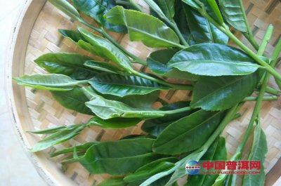 采摘标准，是如何影响普洱茶品质的？