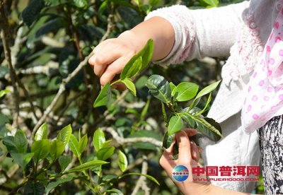 普洱茶鲜叶为什么那么难采？